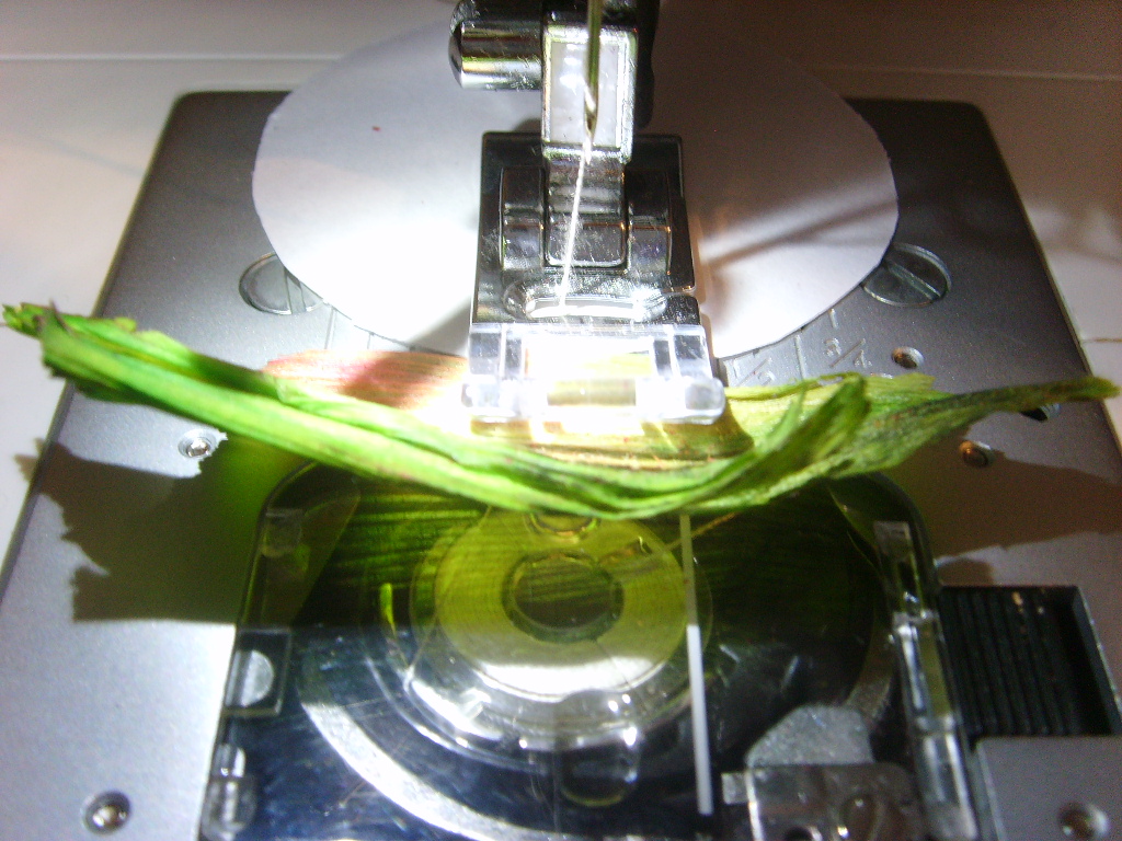 SSL25973.JPG