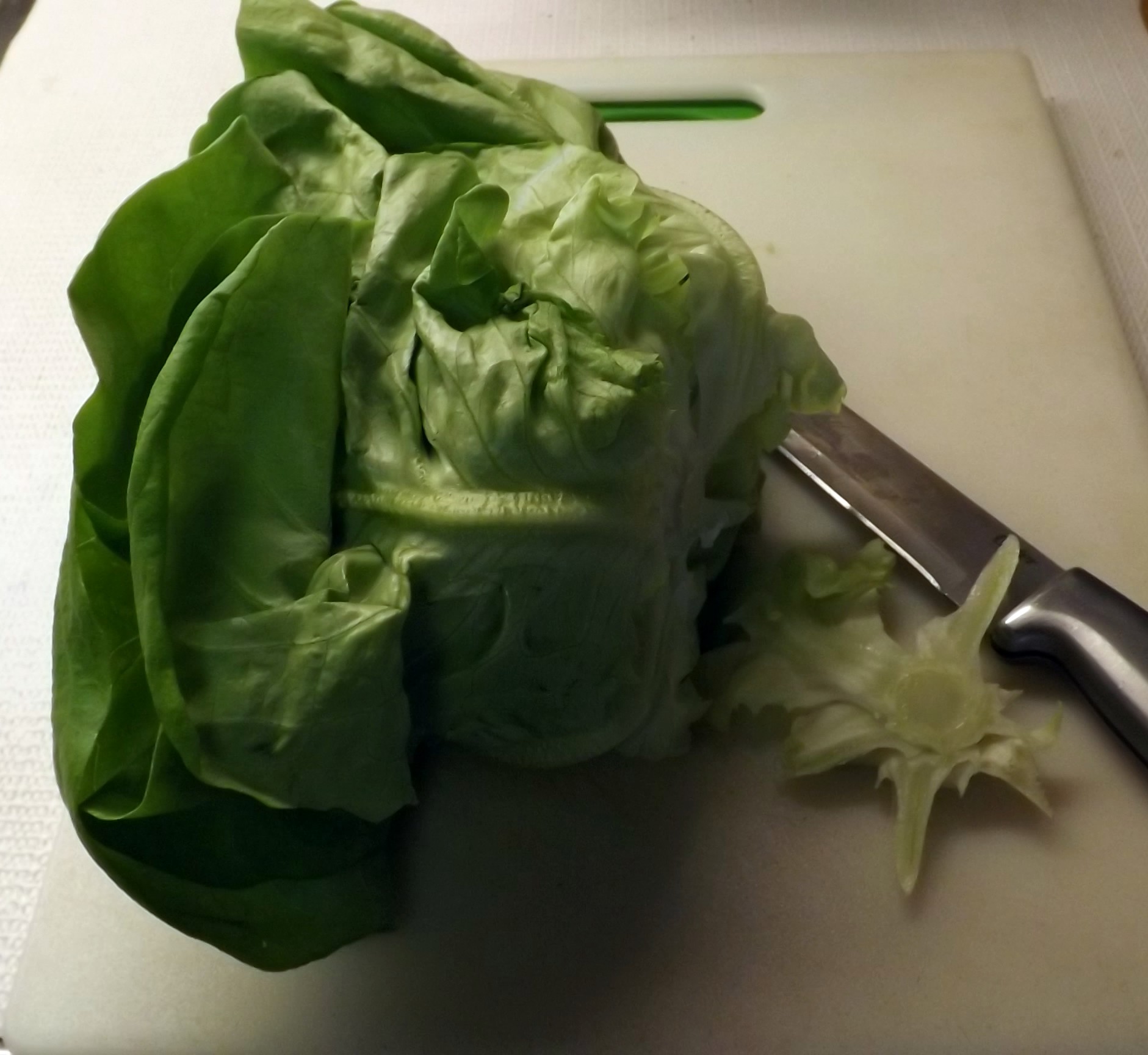 STORING LETTUCE 004.JPG