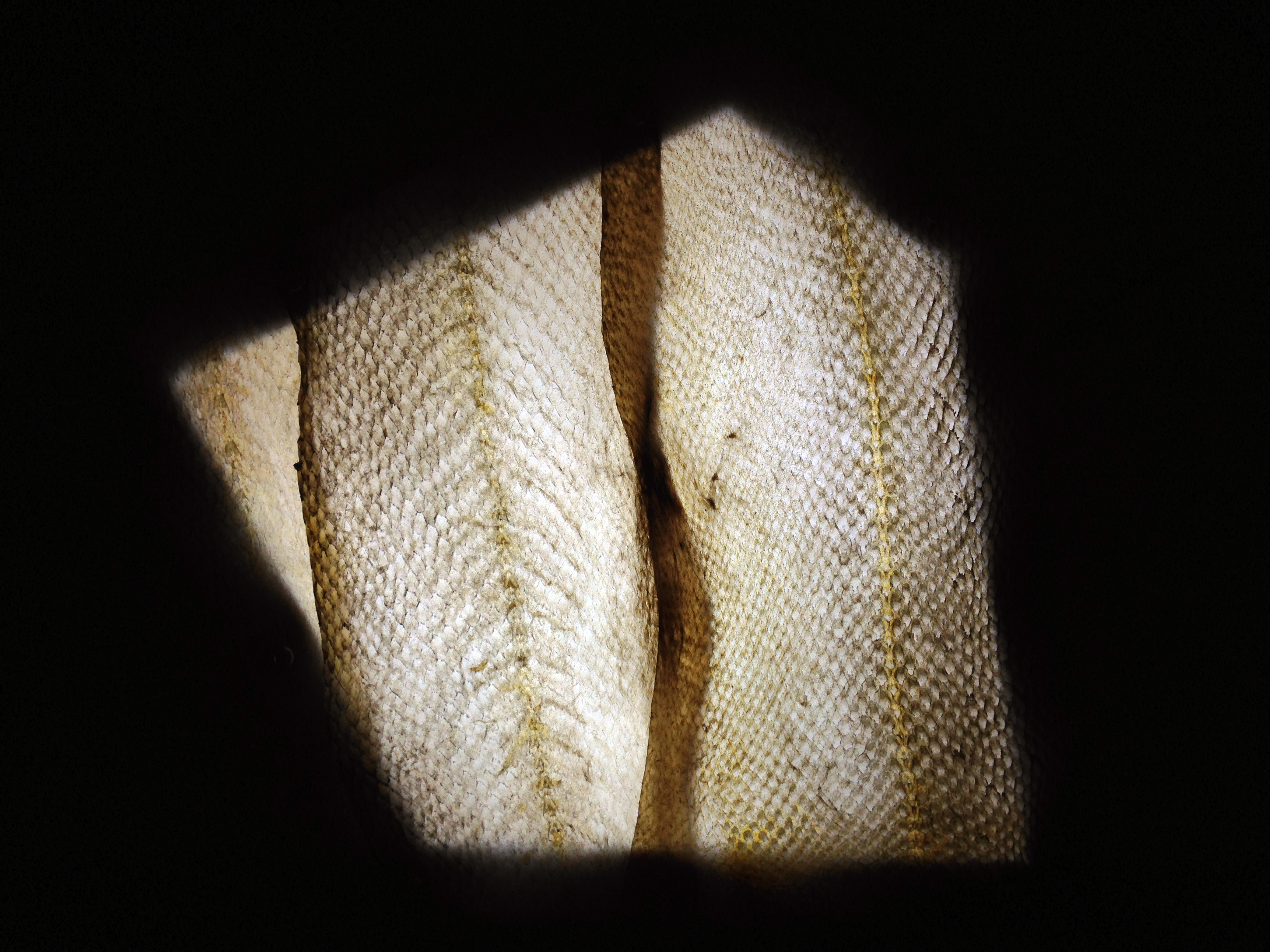 Salmon skin lamp.jpg