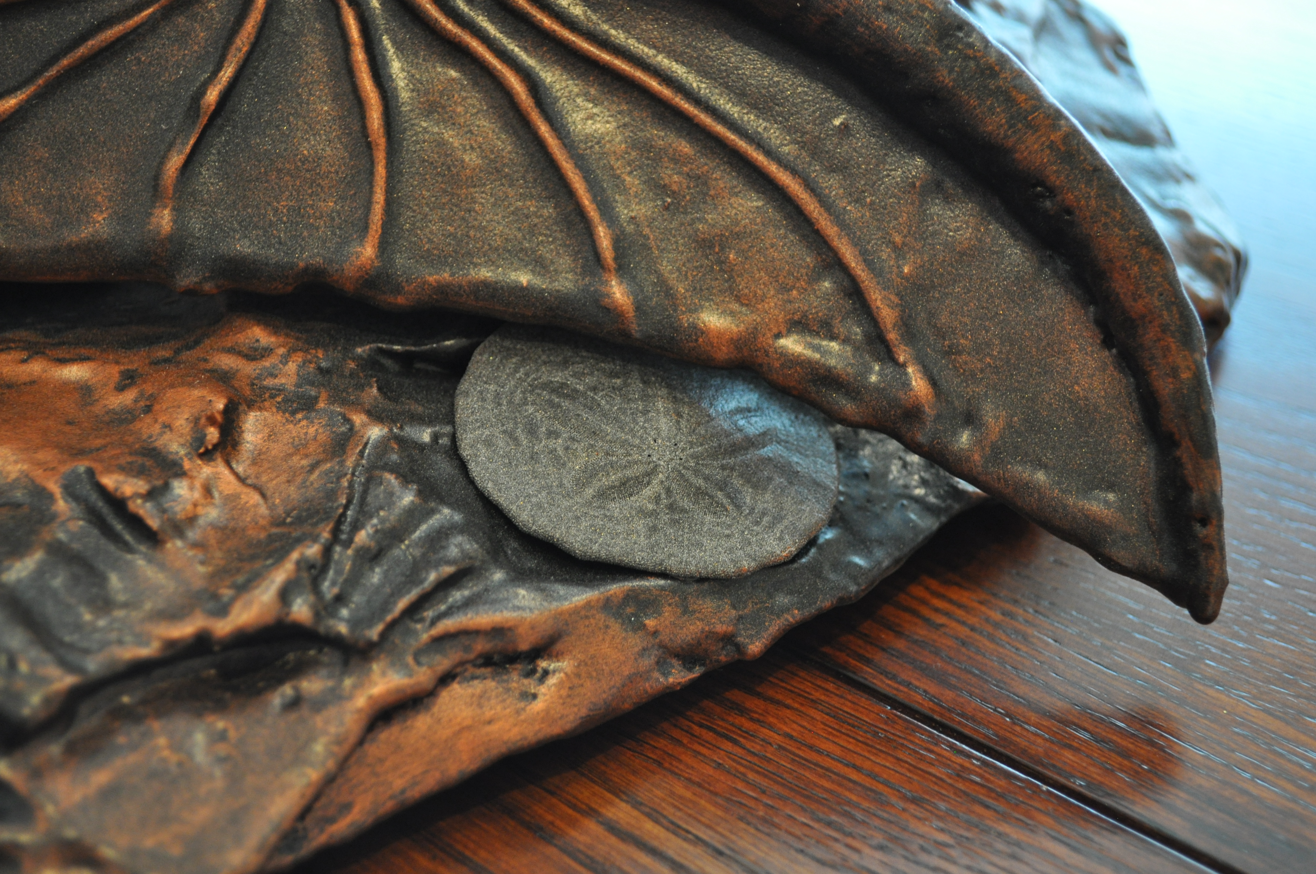 Sand Dollar Close Up.JPG