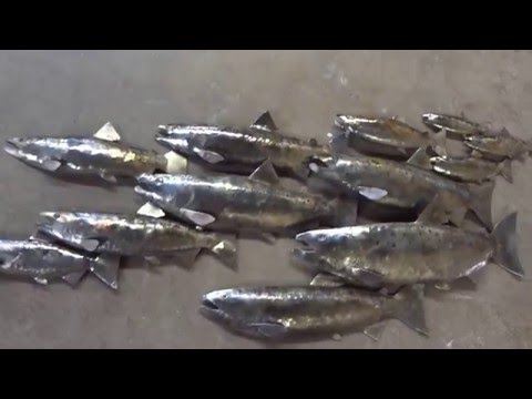 School of Salmon construction video