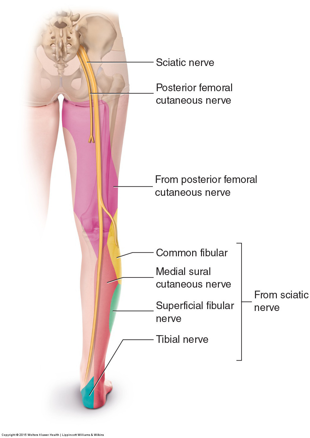 Sciatica-Blog-Photo-2.jpg