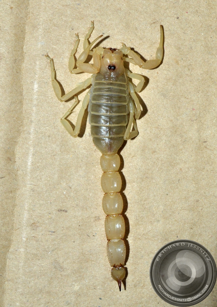 Scorpion Dry Mount 2012-10-23 002.JPG