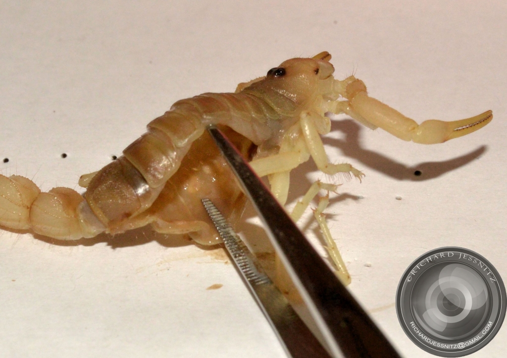 Scorpion Dry Mount 2012-10-23 008.JPG