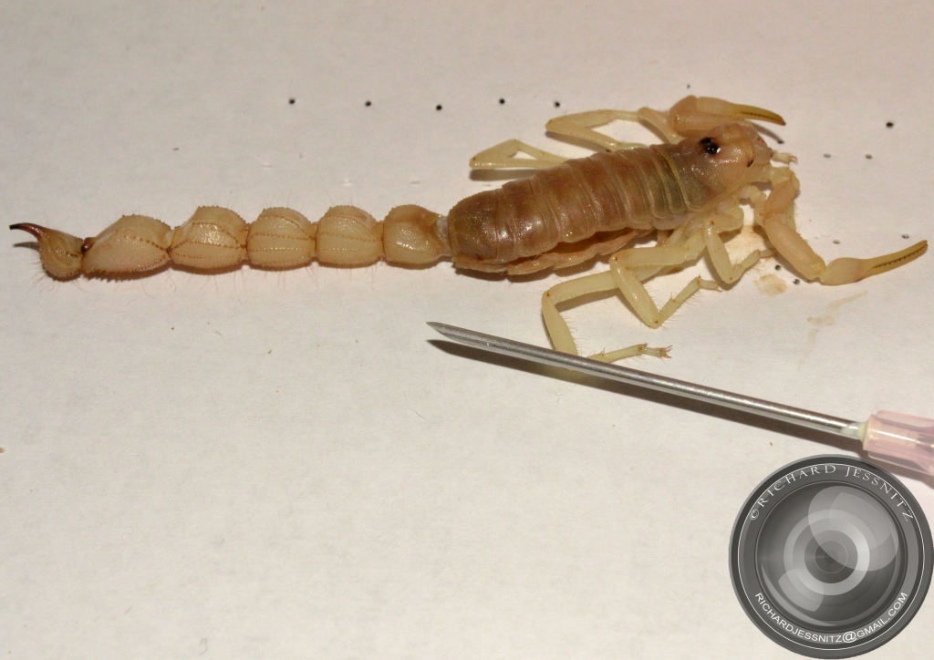 Scorpion Dry Mount 2012-10-23 009.JPG