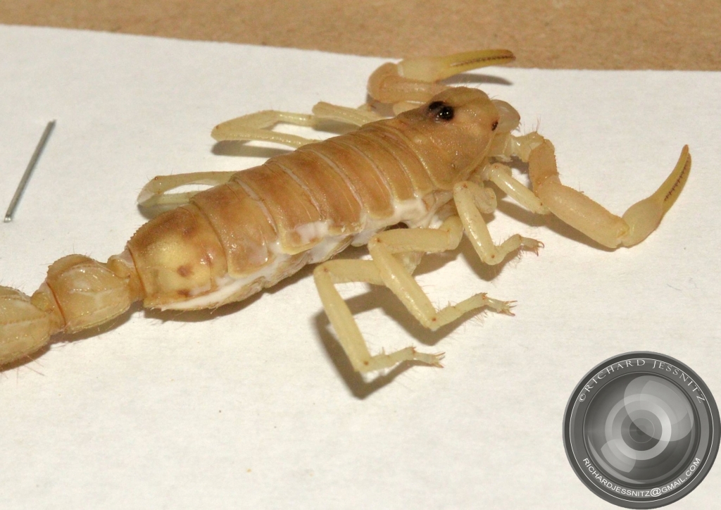 Scorpion Dry Mount 2012-10-23 015.JPG