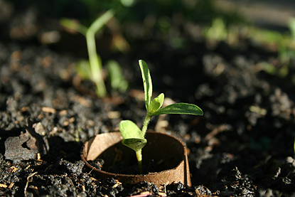 Seedlings Growing in paper tubes.png