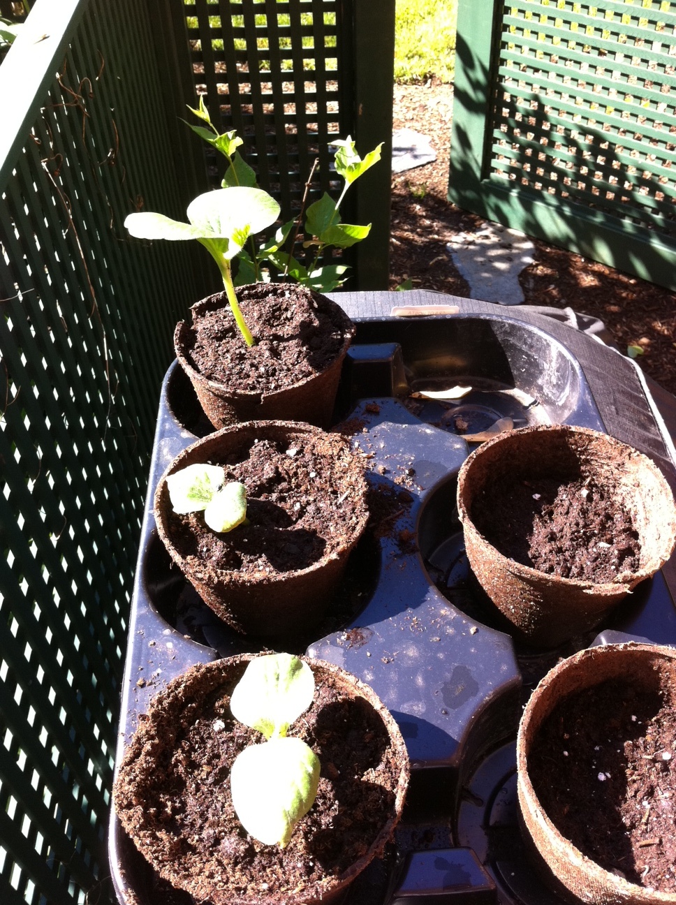 Seedlings outside.JPG