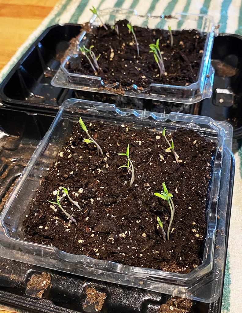 Seedlings.jpg