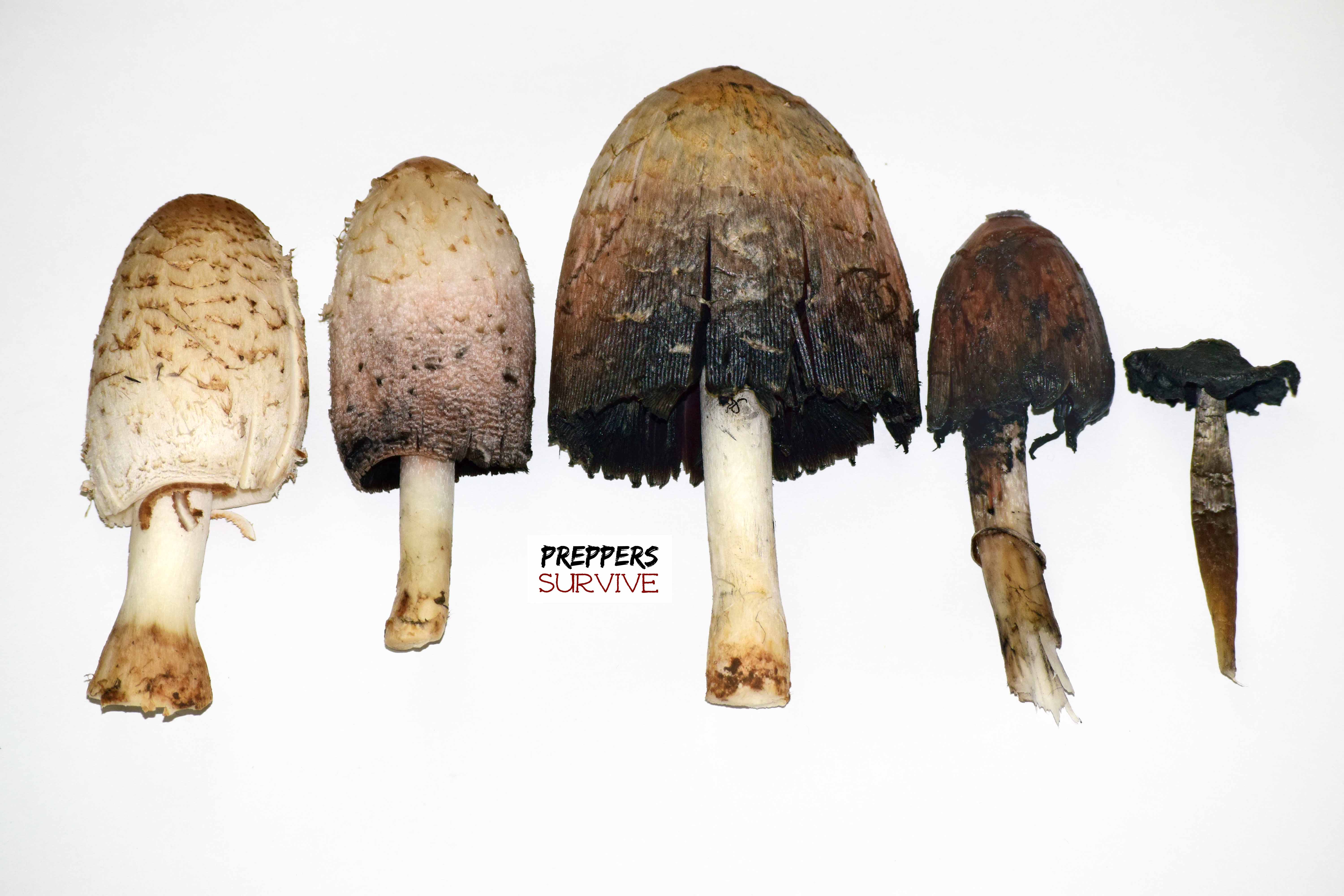 Shaggy Mane Ink Caps 1.jpg