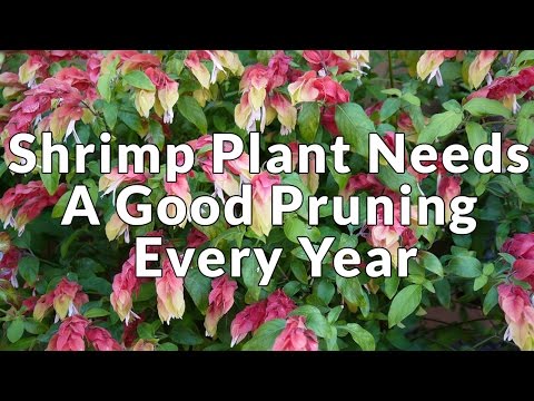 Shrimp Plant Needs A Good Pruning Every Year