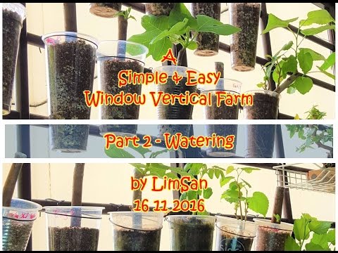 Singapore LimSan : A Simple&amp;amp;Easy Window Vertical Farm - Part 2 WATERING