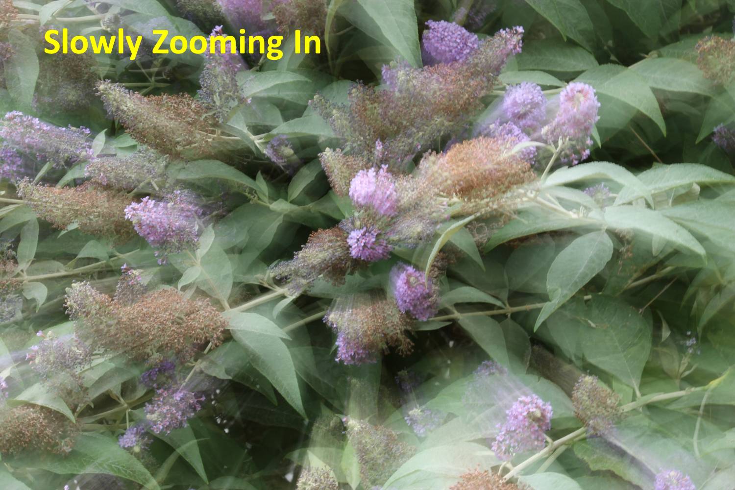 Slowly zooming in.png