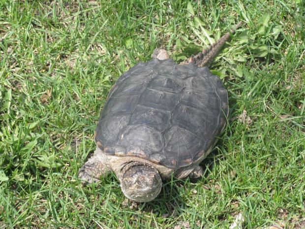 Snapping-Turtle.JPG