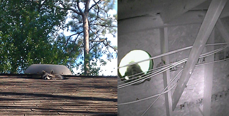 Sneaky Raccoon.png