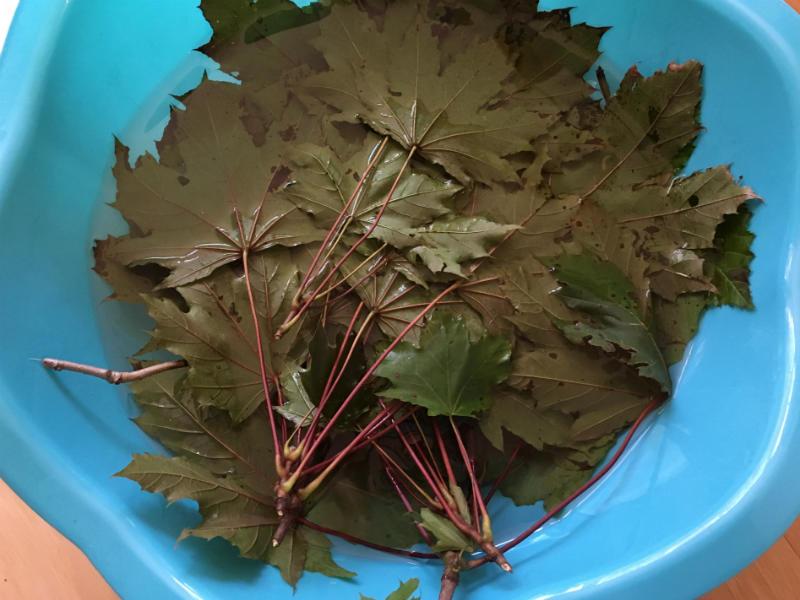 Soaking-the-Maple-Leaves-and-Oak-Leaves-in-water-prior-to-eco-printing-on-paper.jpeg