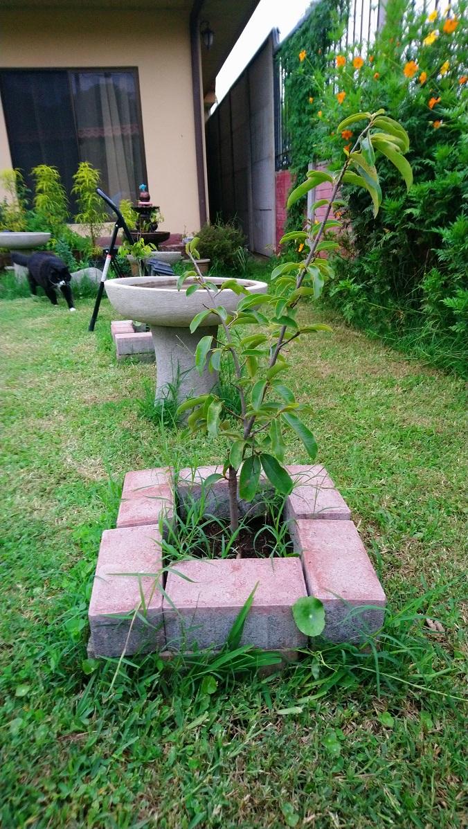 Soursop Tree.jpg