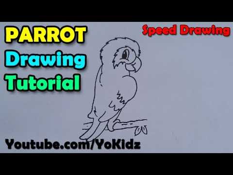 Speed Drawing of How to draw a parrot | Time Lapse