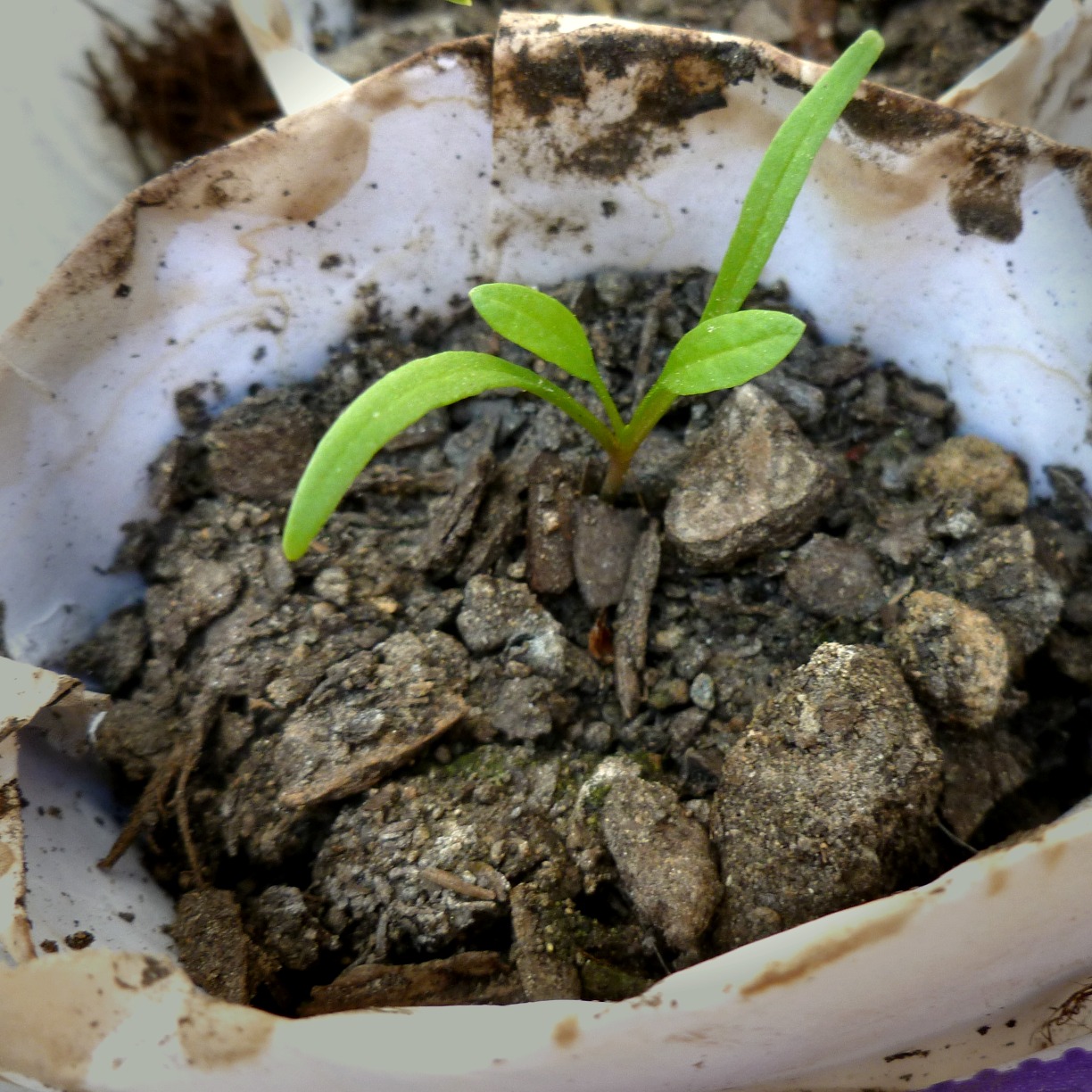 SpinachSeedling.jpg