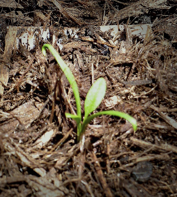 Spinach_Seedling2.jpg