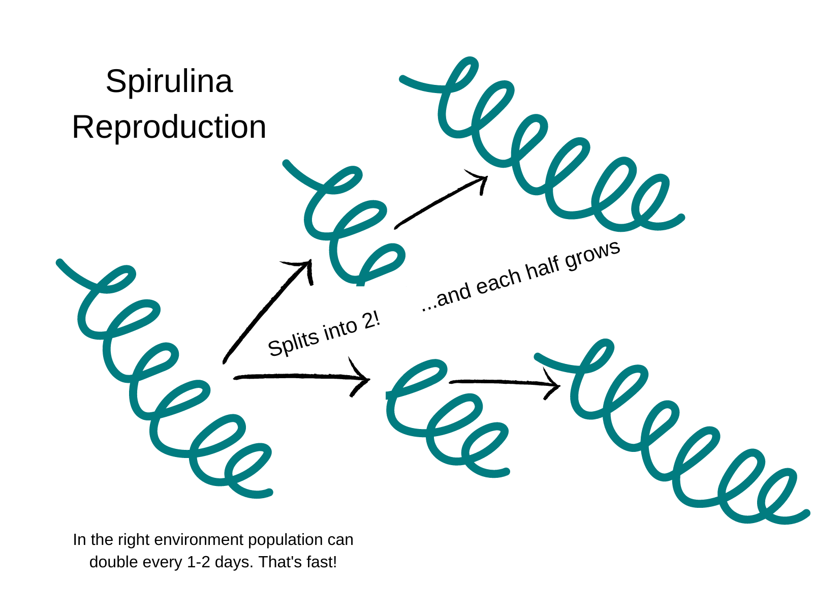 SpirulinaReproduction1600x1200.png