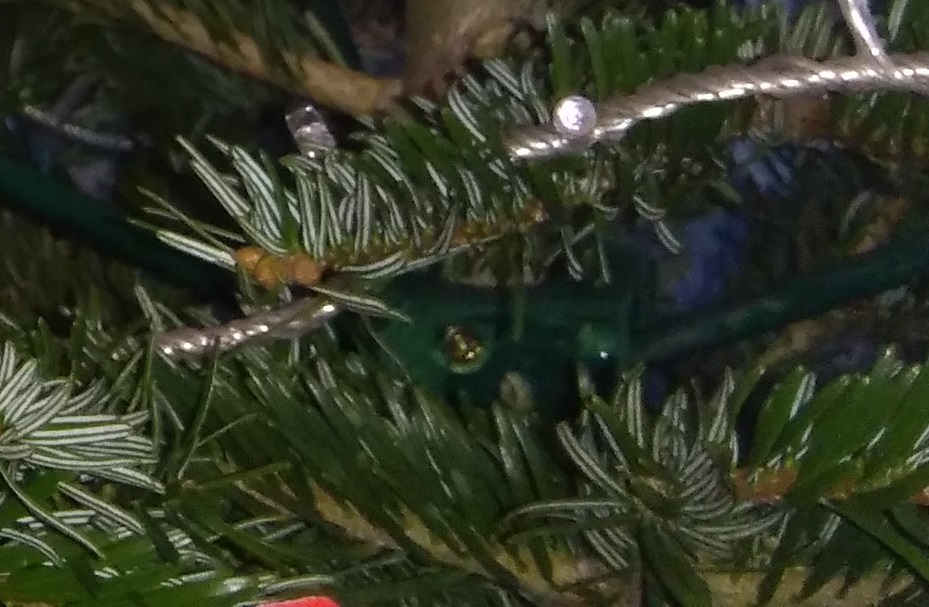 Split Collor Bracket In the Tree.jpg