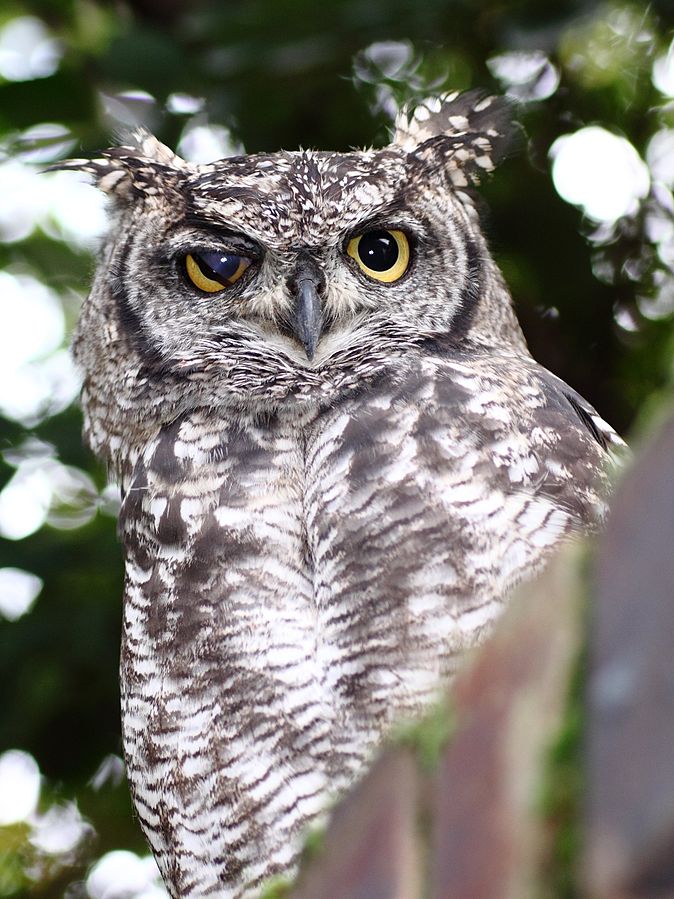 SpottedEagleOwl2539MGEyeLid.jpg