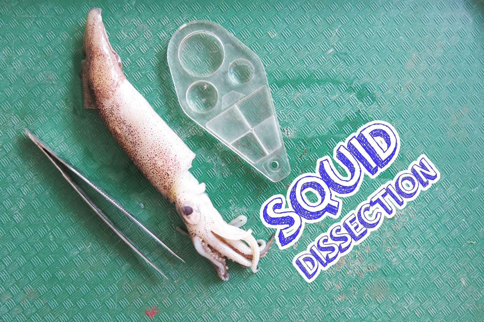 SquidDissectiontitle.jpg