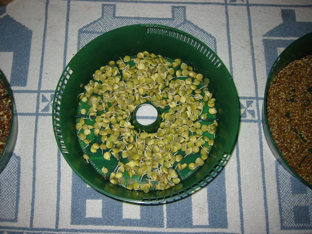 StartingToSprout-lentils.jpg