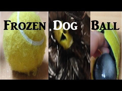 Summer Dog treat Frozen Dog Ball life hack tip trick