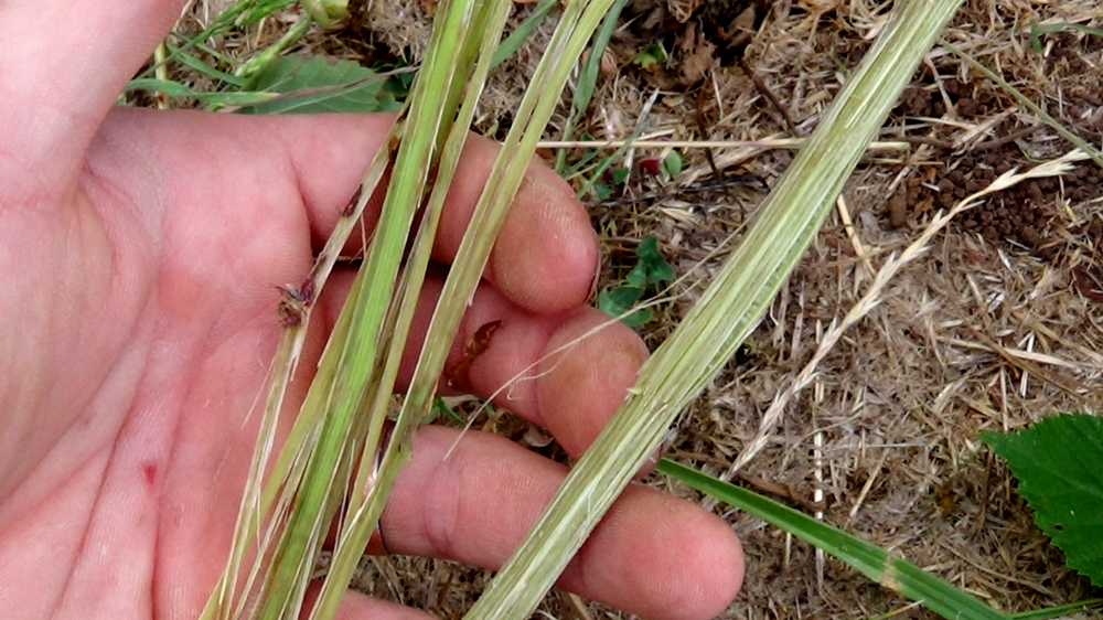 Survival_Atlatl_Stone_Tools_Wild_Cordage_Cane_Dart (10).jpg