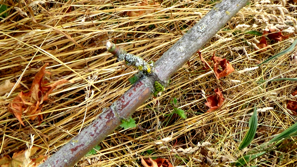 Survival_Atlatl_Stone_Tools_Wild_Cordage_Cane_Dart (17).jpg