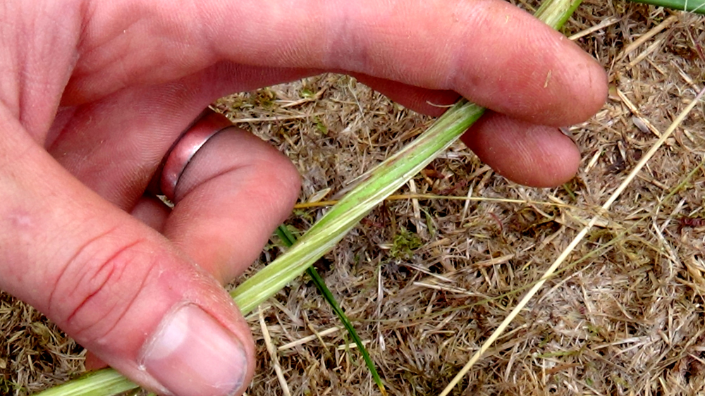 Survival_Atlatl_Stone_Tools_Wild_Cordage_Cane_Dart (8).jpg