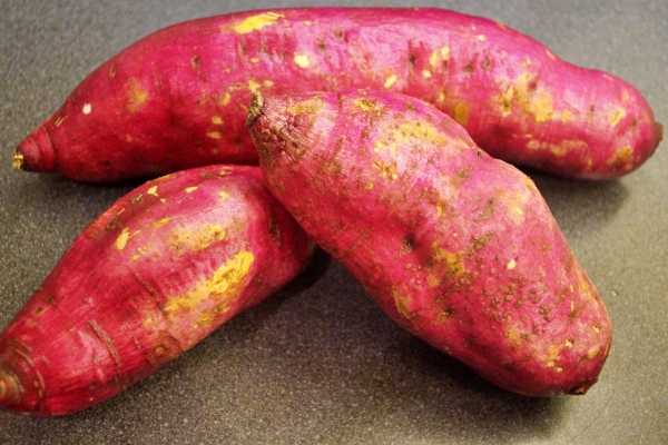 Sweet Potato chat2.JPG