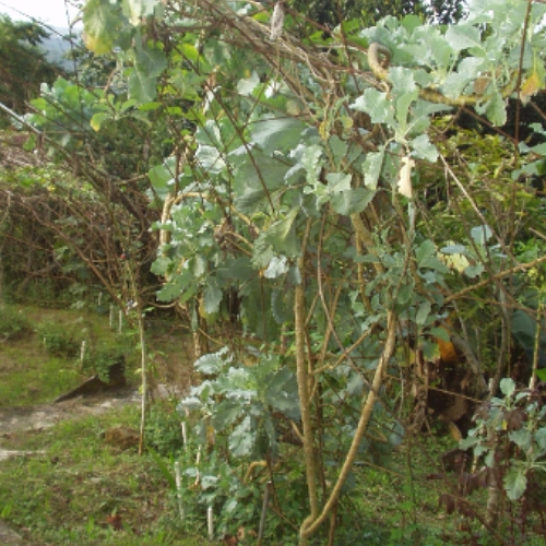 TERMITE NEST CITY (23).JPG