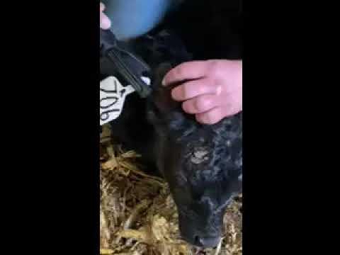 Tagging a Calf