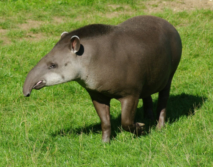 Tapir 3.jpg