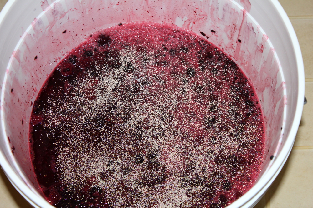 Thawed_Blackberries_yeast_added.jpg