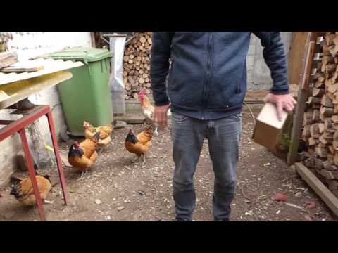 The Magic Chicken Cardboard Box