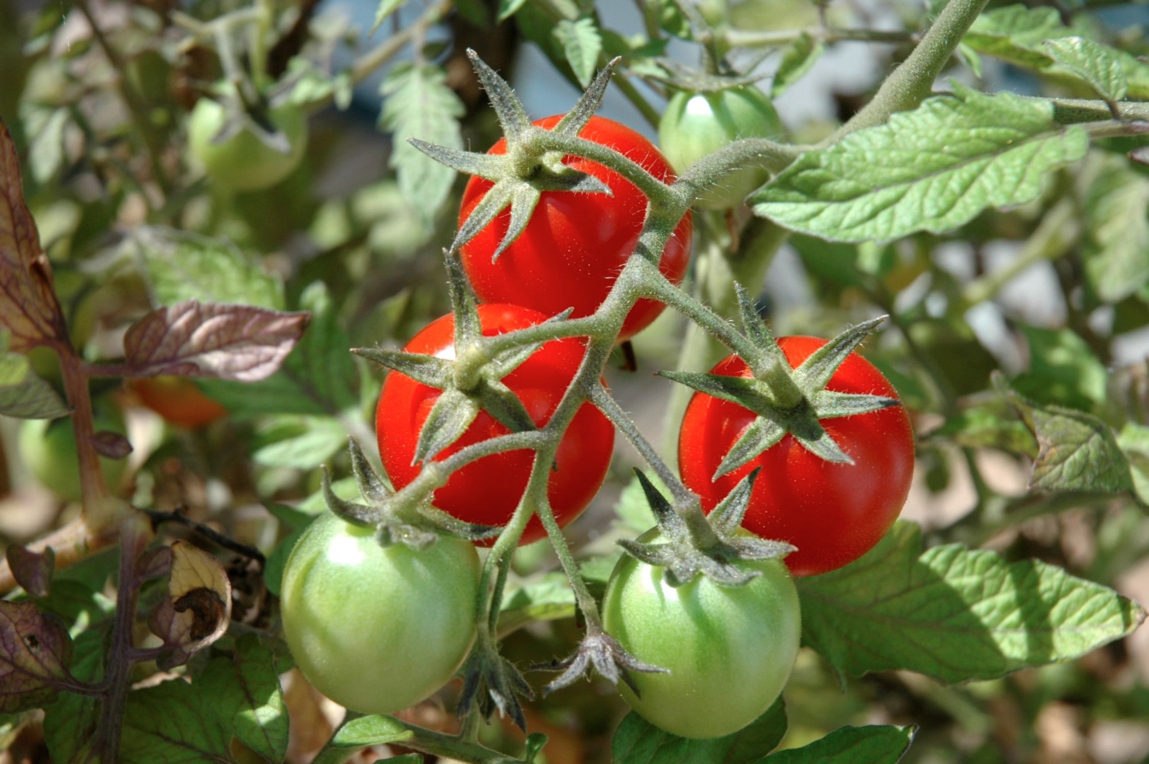 The-Taste-Revelation-tomatoes.jpg