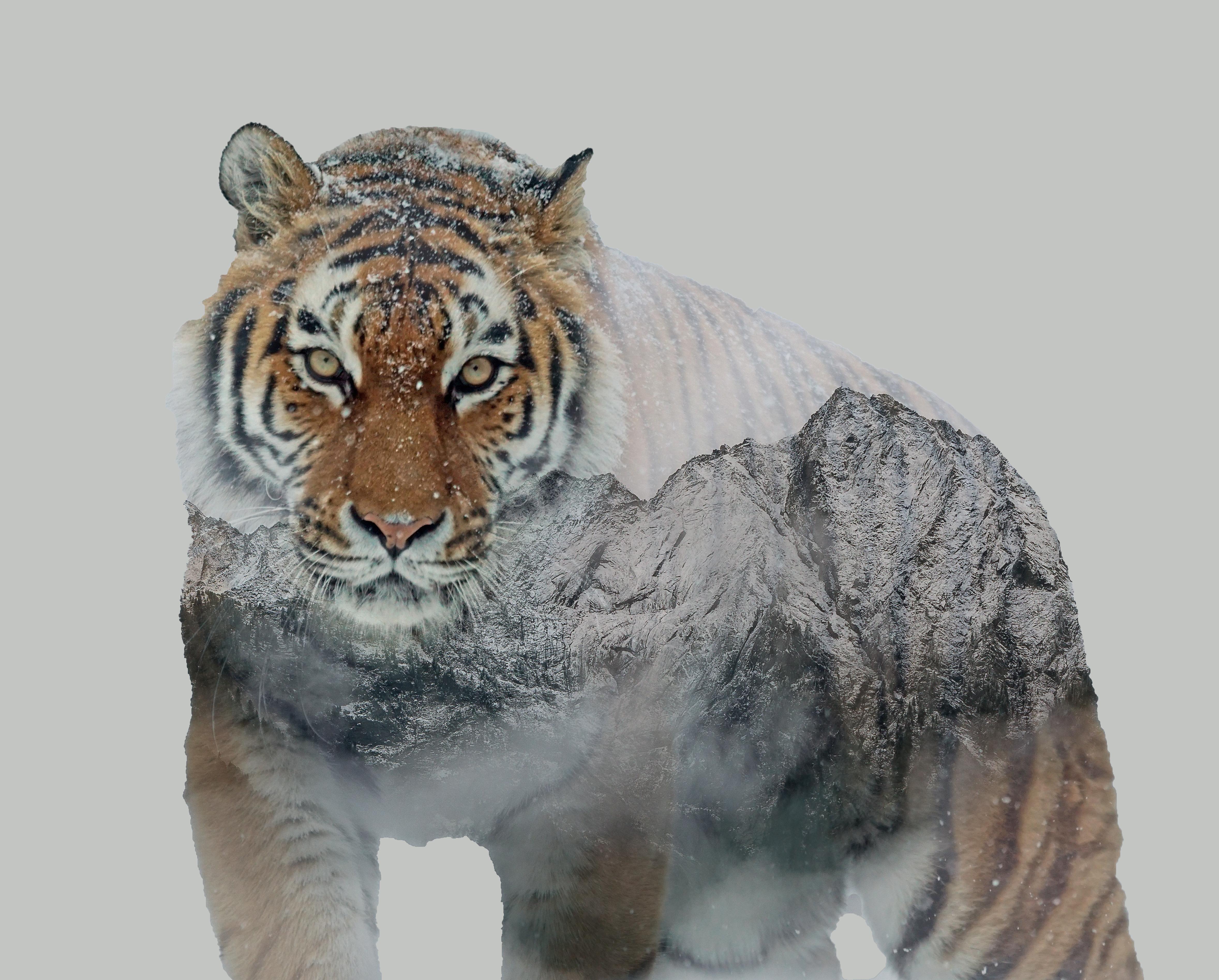 Tiger Double exposure.jpg