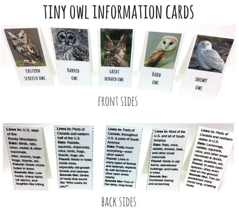 Tiny Owl Info Cards Front and Back.jpg