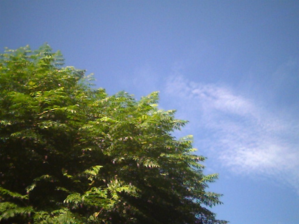 Tree And Sky.jpg