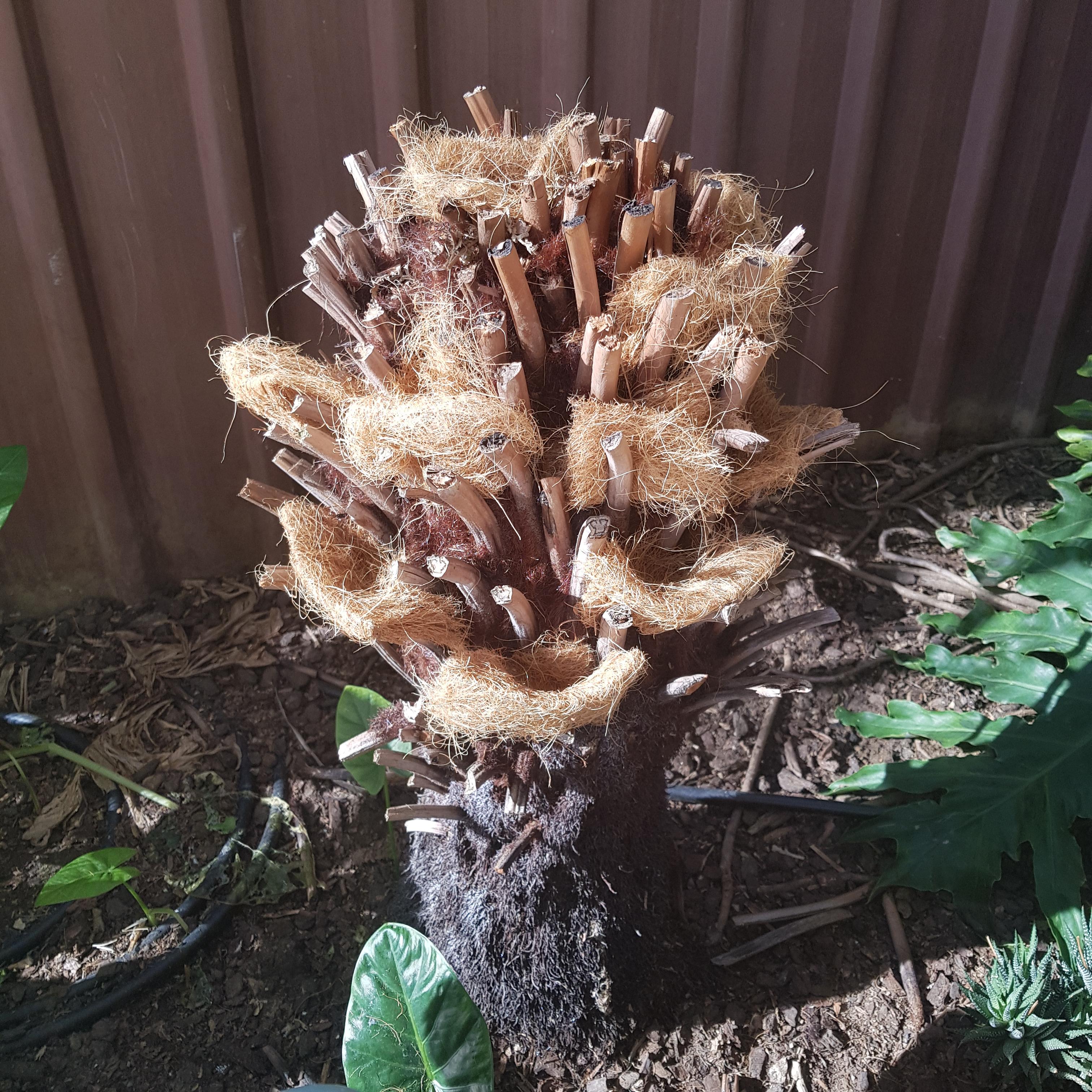 Tree fern planter (7).jpg