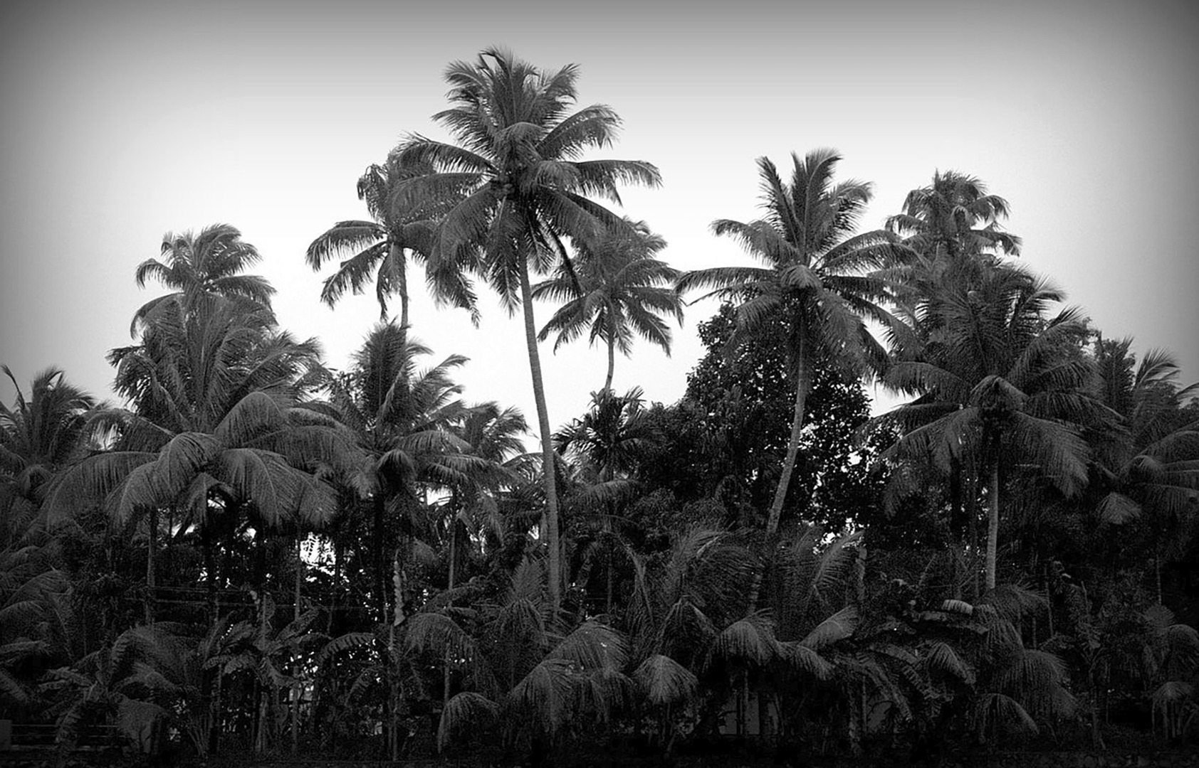 Tropical palm trees.jpg