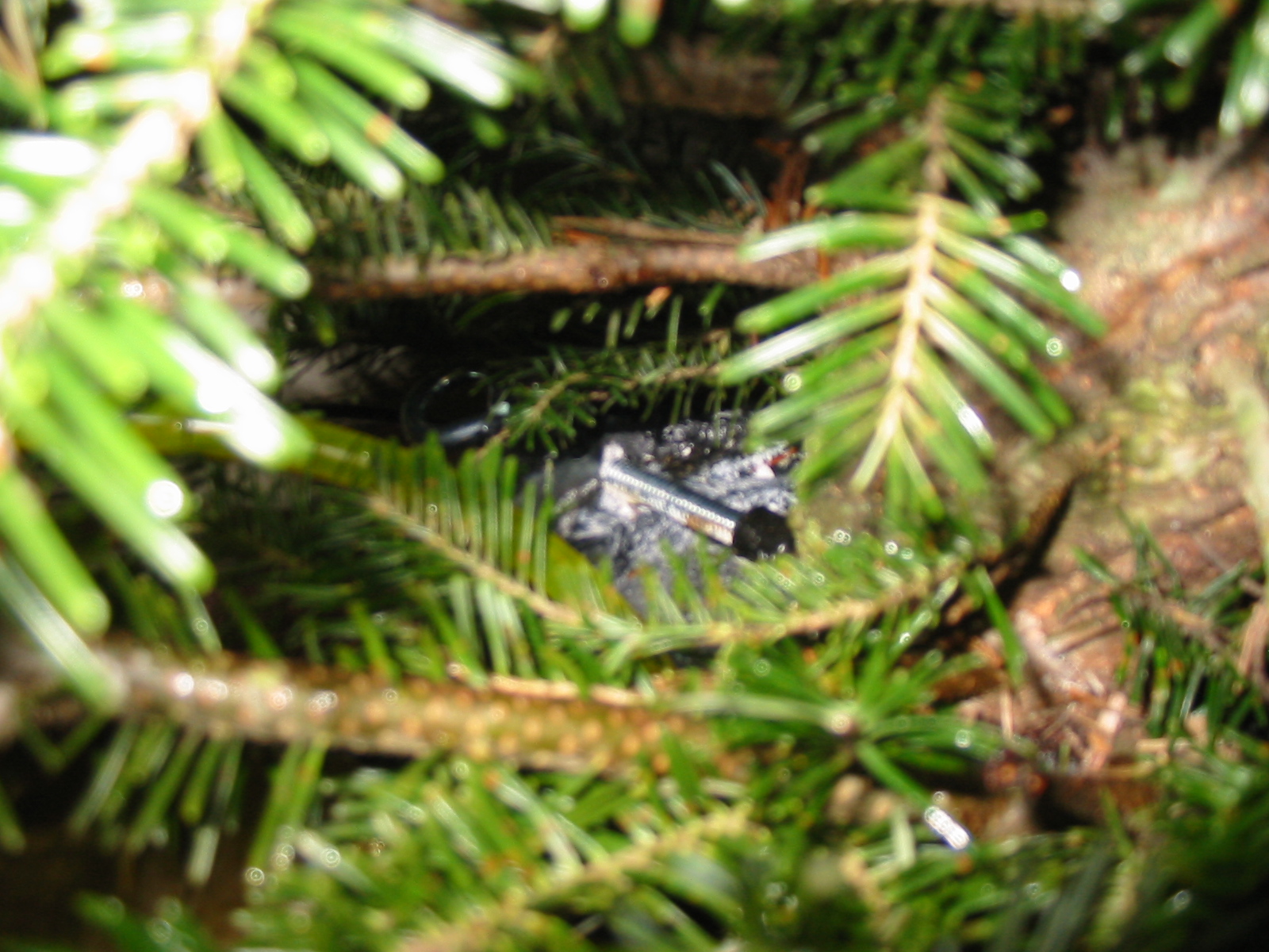 Tubing in Christmas Tree Stand Reservoir.jpg