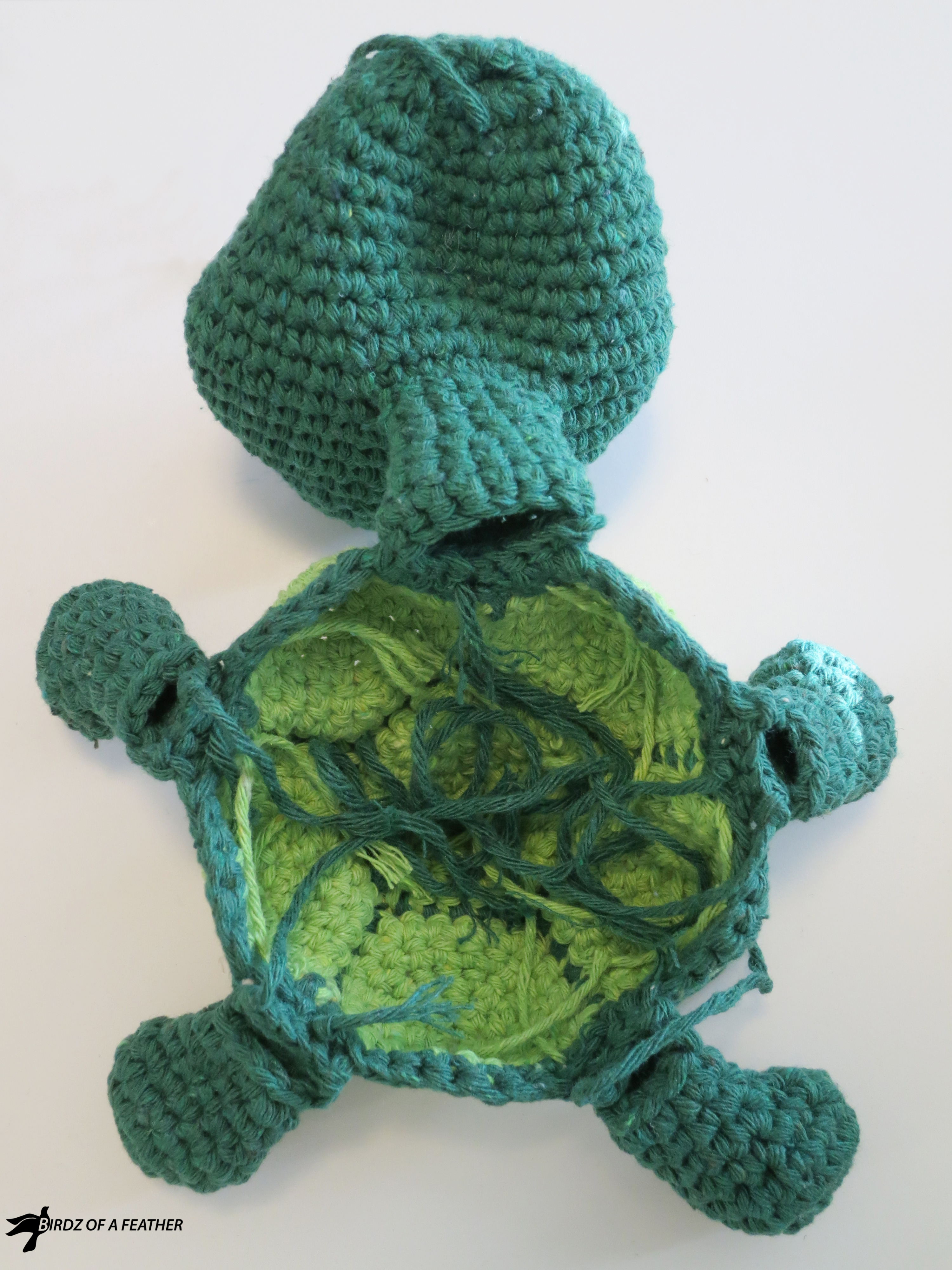 Turtle Peeper 089_BOF.jpg