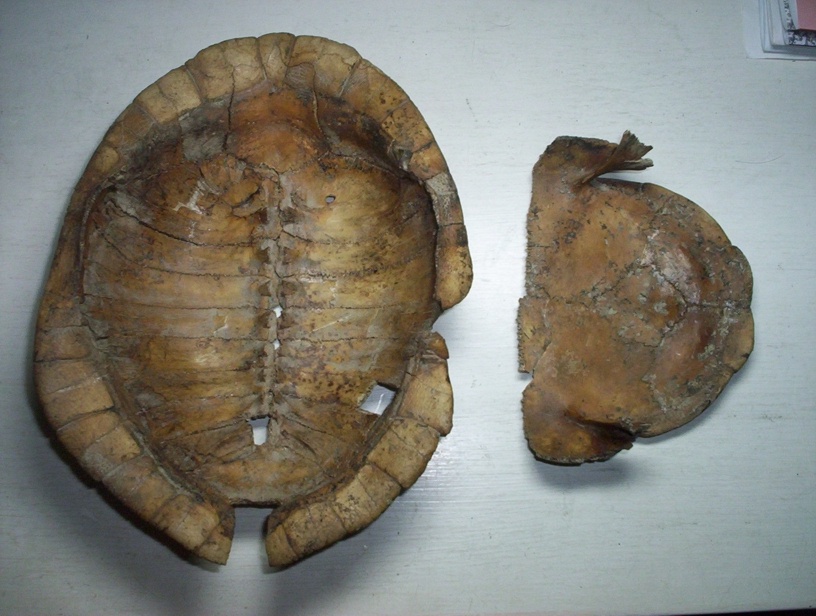 Turtle07.JPG