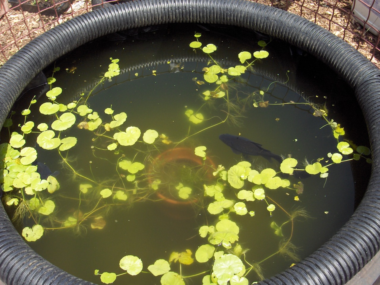 Tyre pond surround 080126 001.jpg