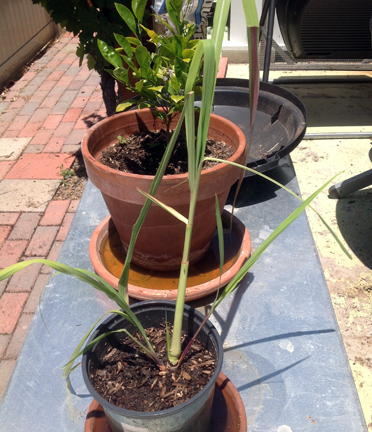 UPDATE LEMON GRASS 3.jpg